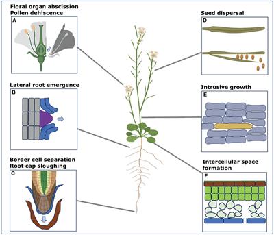 Cell adhesion maintenance and controlled separation in plants